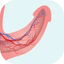 Blood flow
